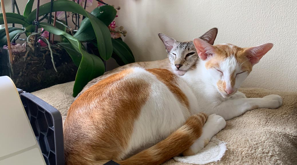 Two cats posing for a photo on memory foam