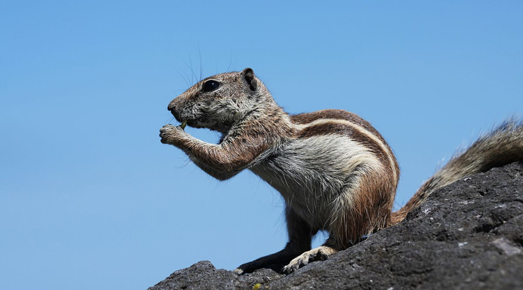 A Squirrel playing on a rock mountain