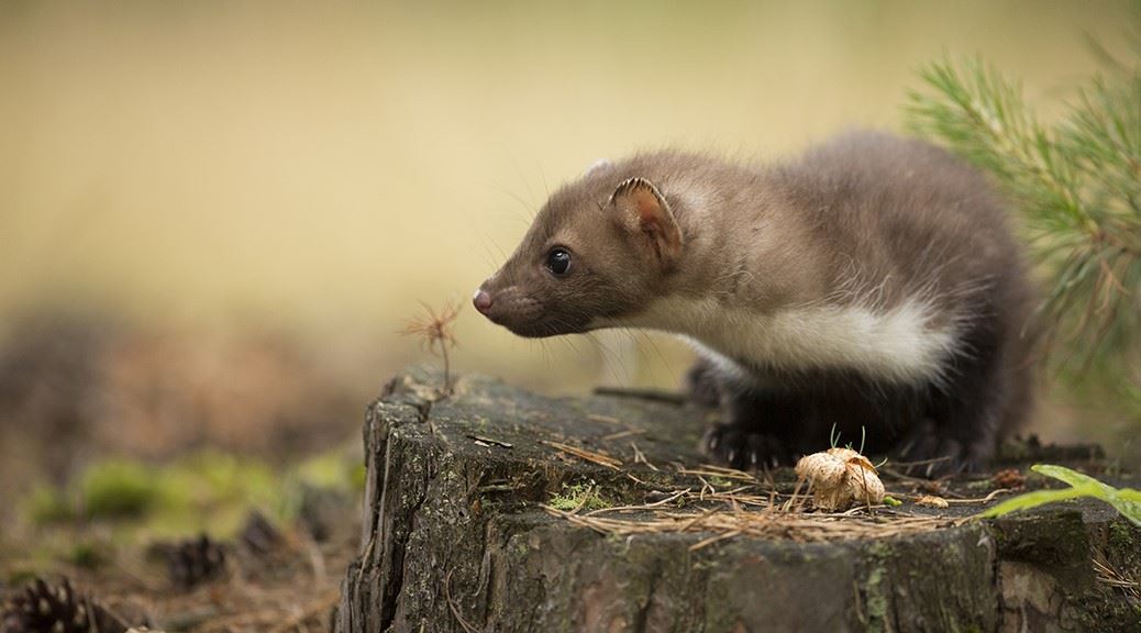 national-animal-around-world-croatia-marten